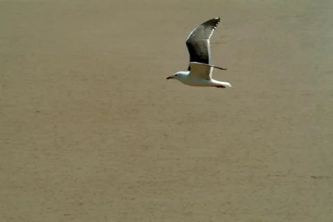 Gull on the wing Stock Photos