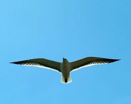 Gull on the wing Stock Photos
