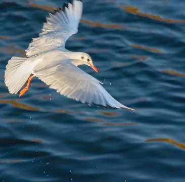 Gull wings stretched Foto stock