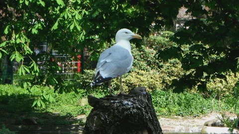 Gull in the zoo sits on a stump Stock Footage 86596153