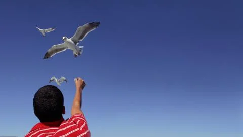 GullBoyDesktop Stock Photos