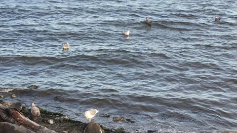 Gulles02Mute Video stock 144691721