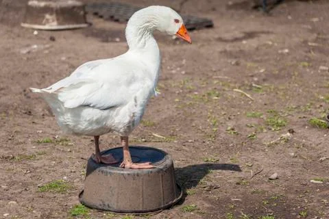 Gulliver goose Stock Photos