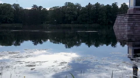 Gulls 2 Video stock 157601759