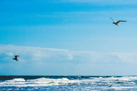 Gulls Above 库存照片