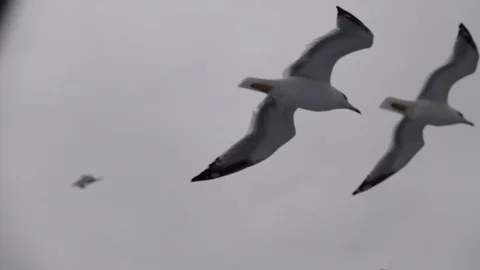 Gulls in the Aegean Stock Footage 96395619