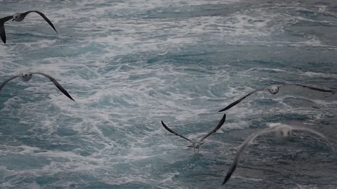 Gulls in the Aegean Stock Footage 96395973