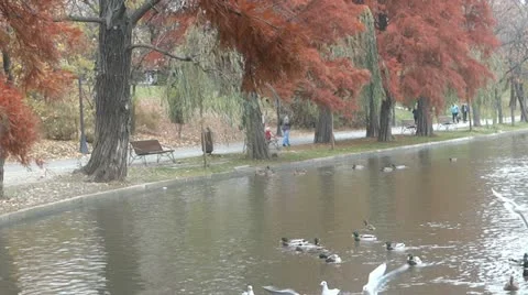 Gulls and ducks Video stock 22191054