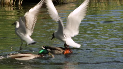 Gulls and ducks 库存影片 91654824