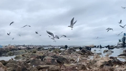 Gulls and ducks. Stock Footage 103357142