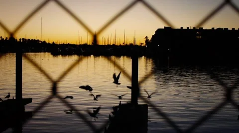 Gulls and Fence Stock Footage 944452