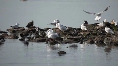 Gulls and Lapwings on Rocks Vidéo 285132700