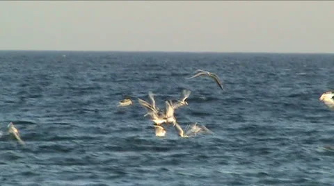 Gulls and sea Stock Footage 917331