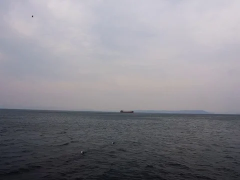 Gulls and ships Vídeo Stock 74729630