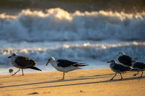 Gulls and surf. Stock Photos