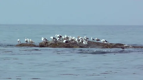 Gulls are sitting on a reef in the sea Stock Footage 77457366