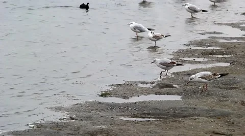 Gulls ashore lake Video stock 68619053