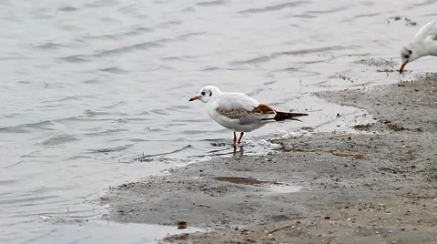Gulls ashore lake Stock Footage 68619192