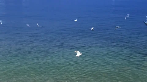 Gulls ashore sea Video stock 35187644