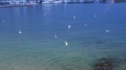 Gulls ashore sea Stock Footage 35190267