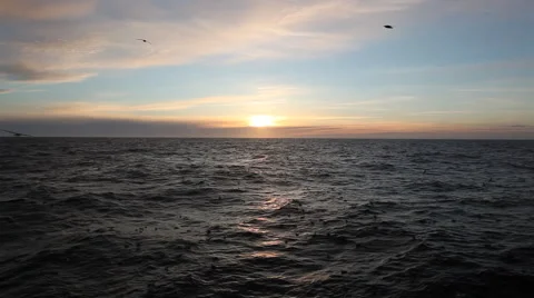 Gulls on the background of the sea and the sunset Stock Footage 42902863