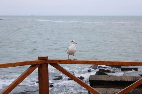 Gulls on the background of the sea Stock Photos