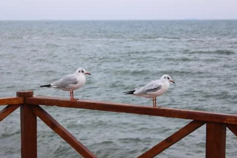 Gulls on the background of the sea Stock Photos
