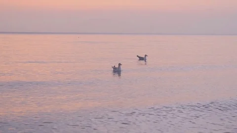 Gulls backlit from sunset at sea surface Stock Footage 83150084