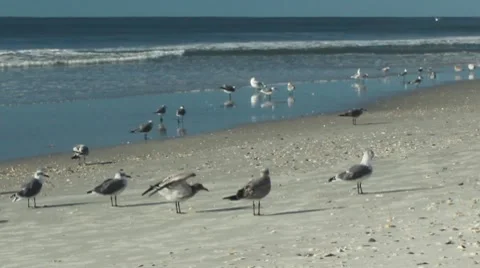 Gulls on beach 01 Stock Footage 8800993
