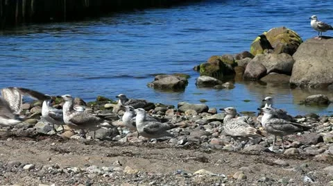 Gulls on the beach arguing about bread Stock Footage 11140102