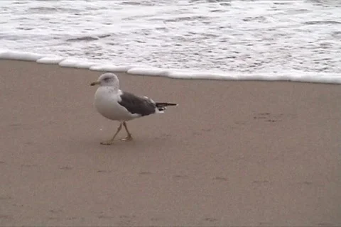 Gulls in beach Stock Footage 111157