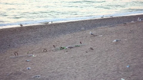 Gulls on the beach Stock Footage 8538909
