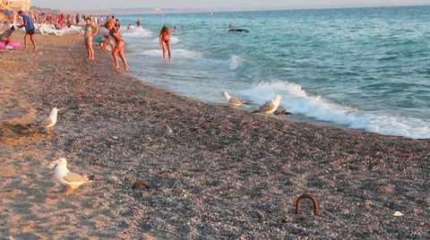 Gulls on the beach Stock Footage 8539155