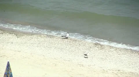 Gulls on a beach Stock Footage 11185218