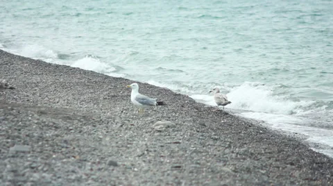 Gulls on the beach Stock Footage 27267847