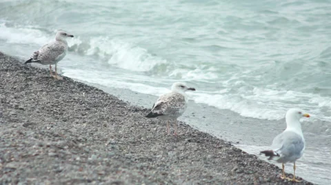 Gulls on the beach Stock Footage 27268383