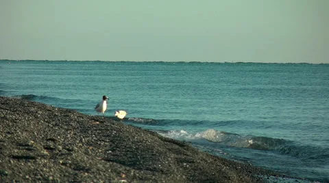 Gulls on the beach.  Video stock 65149362