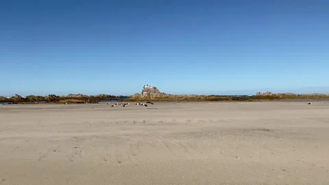 Gulls on the beach Stock Footage 315761393