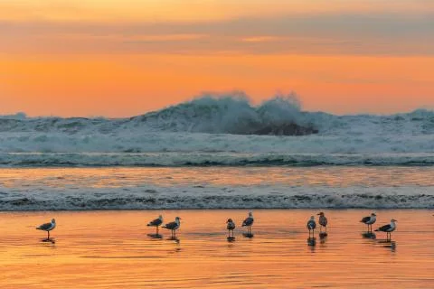 Gulls on the beach Stock Photos