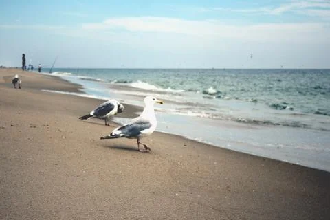 Gulls on beach Foto stock