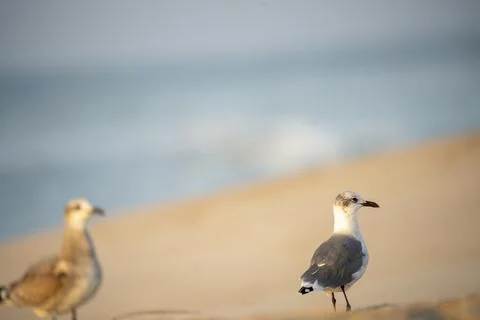 Gulls on the Beach Stock Photos