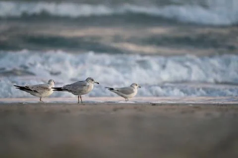 Gulls on the Beach Stock Photos