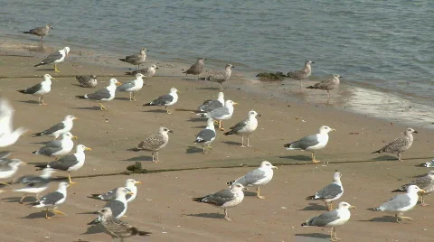 Gulls Beash slow motion Vidéo 316304