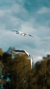 Gulls from behind flying together in a calm environment Stock Photos
