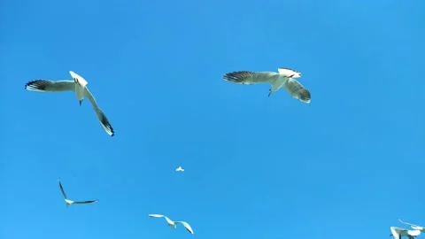 Gulls bird Stock Footage 150891431