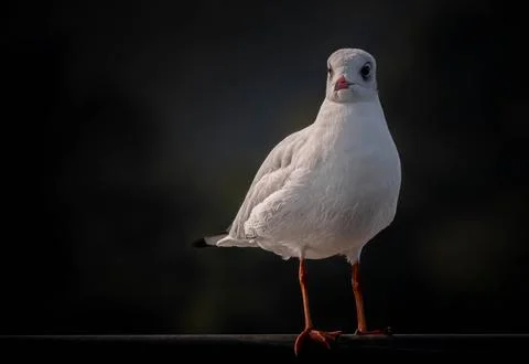 Gulls bird Stock Photos