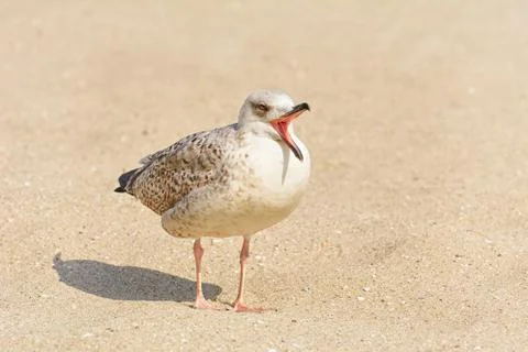 Gulls Birdling on the Sand Stock Photos
