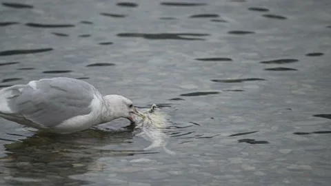 Gulls biting the spawning salmons and eating the dead salmons Stock Footage 221854395