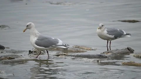 Gulls biting the spawning salmons and eating the dead salmons Stock Footage 221854397