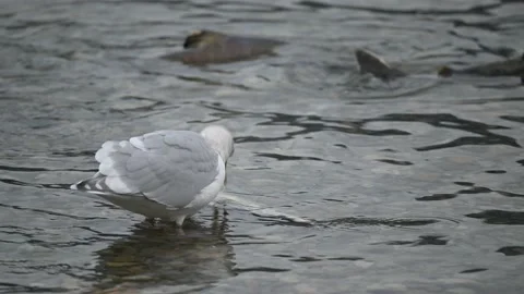 Gulls biting the spawning salmons and eating the dead salmons Stock Footage 221854431